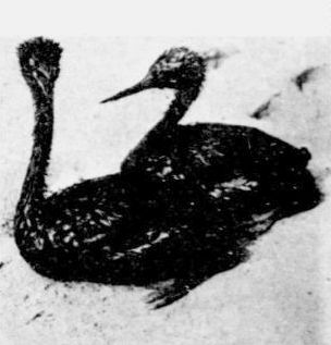This Associated Press photo of two oil-coated grebes (poor photocopy used here) ran with wire stories on the 1969 Santa Barbara oil spill that appeared across the country.