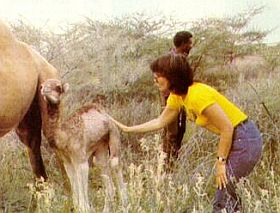 Linda Ronstadt, with baby camel in Africa, also spent time alone as Brown attended meetings.