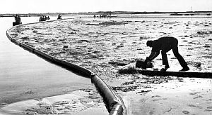 1969: During oil spill cleanup in Montecito, a worker appears to be trying to retrieve something mired in the muck, possibly an oiled bird.