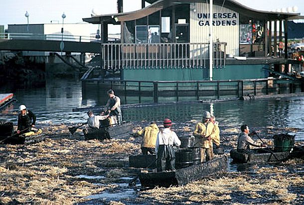 Feb 1969: Clean-up crews working in Santa Barbara Harbor trying to soak up thick deposits of oil with straw thrown on the pollution after oil arrived there and 35 miles of coastline from the blow-out at Union Oil’s offshore rig. Bob Duncan photo.