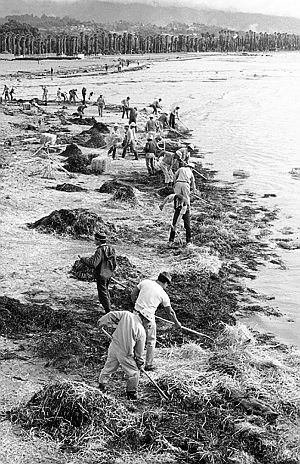1969: Associated Press photo of workers raking up straw used to absorb some of the crude oil that came ashore from the Union Oil blowout.