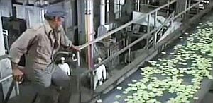 As Thorn travels through the factory, he learns how the remains are turned into Soylent Green wafers, but he is soon running for his life, pursued by guards and others.